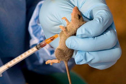 The mortality rate of Lassa fever is increasing as the number of cases expands